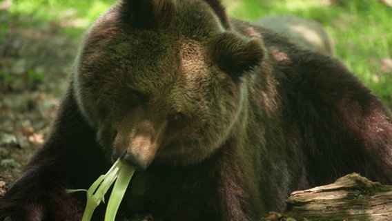 Ein Braunbär verschlingt Grünzeug. © Screenshot 
