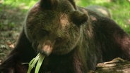 Ein Braunbär verschlingt Grünzeug. © Screenshot 