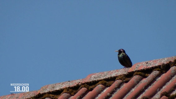 Ein Vogel sitzt auf einem Hausdach. © Screenshot 