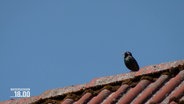 Ein Vogel sitzt auf einem Hausdach. © Screenshot 