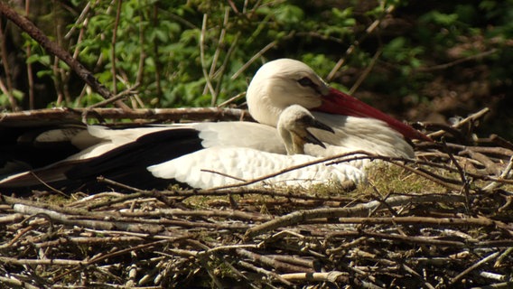 Storch mit Nachwuchs im Nest. © Screenshot 