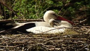 Storch mit Nachwuchs im Nest. © Screenshot 