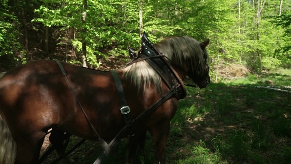 Ein Pferd im Wald. © Screenshot 