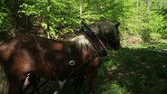 Ein Pferd im Wald. © Screenshot 