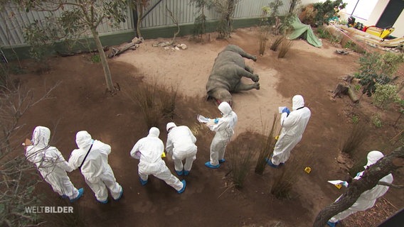 Vogelperspektive auf Teilnehmende der Wildlife Forensic Academy. © Screenshot 