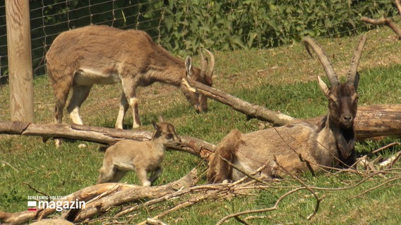 Bozoarziegen im Tierpark Arche Warder. © Screenshot 
