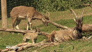 Bozoarziegen im Tierpark Arche Warder. © Screenshot 