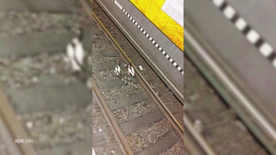 Enten im Gleisbett einer S-Bahnstation in Hamburg. © Screenshot 