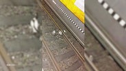 Enten im Gleisbett einer S-Bahnstation in Hamburg. © Screenshot 