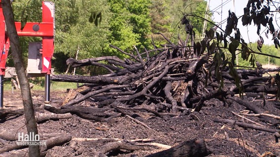 Ein Stapel abgebranntes Holz. © Screenshot 