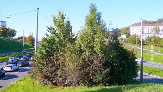 Eine große Gartenhecke.  