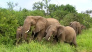 Eine Elefantenfamilie grast an Büschen  