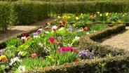 Ein buntes Blumenbeet in einem Park. © NDR 