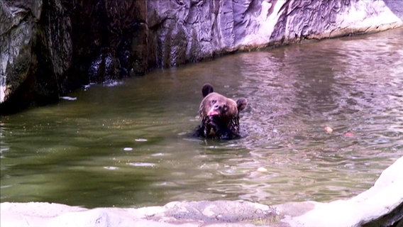 Bären-Füterung im Wildpark Schwarze Berge.  