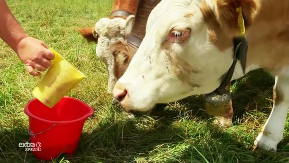 Kühe mit Glocken um den Hals werden gefüttert.  