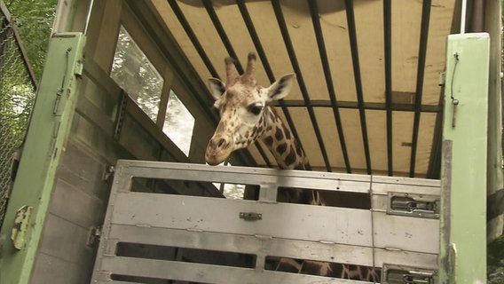 Die Giraffe schaut aus dem Anhänger. © NDR 
