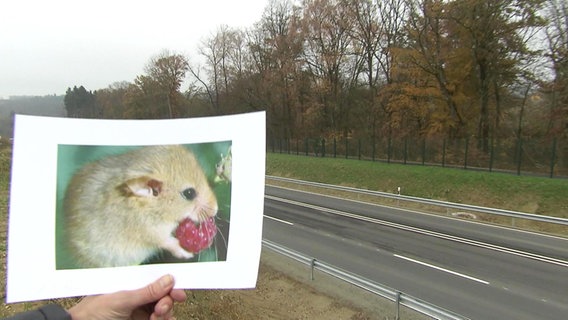 Ein ausgedrucktes Bild einer Maus vor Schnellstraße  