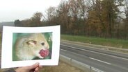 Ein ausgedrucktes Bild einer Maus vor Schnellstraße  