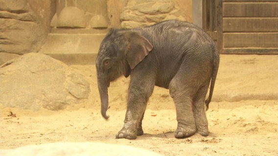 Im  Hagenbecks Tierpark wurde Heiligabend ein Elefantenbaby geboren.  
