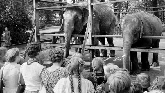 Auf einer Schwarz-Weiß-Aufnahme betrachten Besucher zwei Elefanten in einem Gehege des Zoos Hannover.  