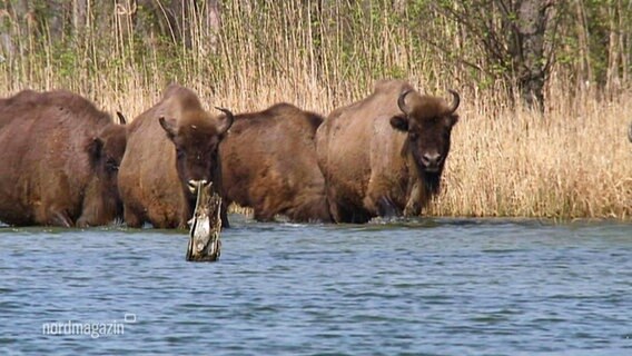 Wisente gehen auf der Mecklenburgischen Seenplatte durchs Wasser.  