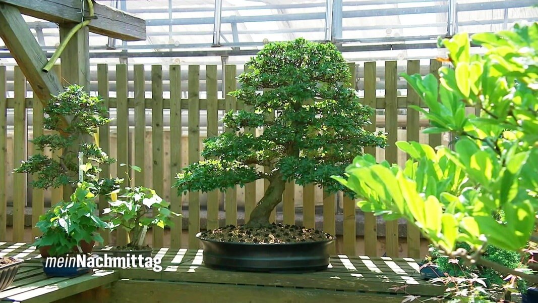 Bonsai Kaufen Schneiden Und Pflegen Ndr De Ratgeber Garten
