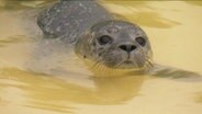 Ein Heuler schwimmt im Wasser  