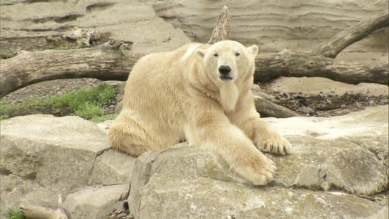 Ein Eisbär sitzt auf einem Felsen.  