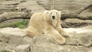 Ein Eisbär sitzt auf einem Felsen.  