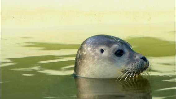 Ein Seehund schaut aus dem Wasser. © Screenshot NDR 
