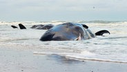 Drei gestrandete Pottwale liegen tot an der Nordseeküste.  