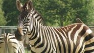Ein Zebra in einem Gehege.  