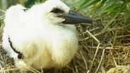 Ein Jungstorch im Nest.  