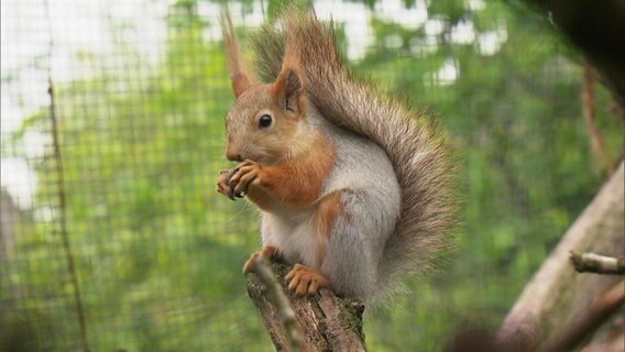 Ein Eichhörnchen sitzt auf einem Ast im Gehege.  