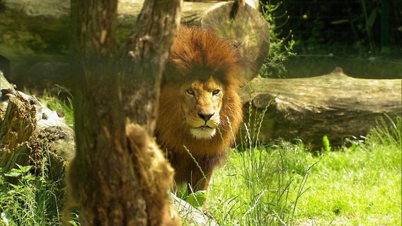 Ein Löwe steht hinter einem Baum. © NDR 