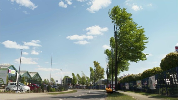 Eine Straße im niedersächsischen Sögel - von "halben Bäumen" gesäumt © NDR 