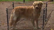 Eine Bildmontage zeigt einen Hund der von einem Zaun umgeben ist  