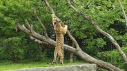 Tiger streckt sich an einem Baum © NDR 