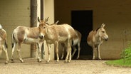 Vier Onager (Wildesel) in einem Außengehege. © NDR 