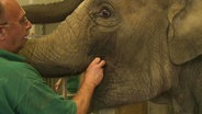 Elefant mit Pfleger  