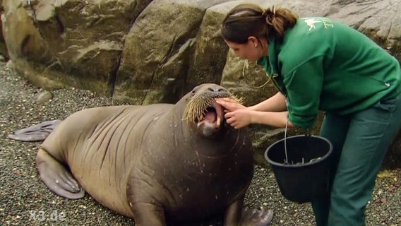 Eine Tierpflegerin, die am Maul eines Seepferdes rumhantiert.  