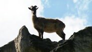 Tahirziege im Hagenbecks Tierpark  