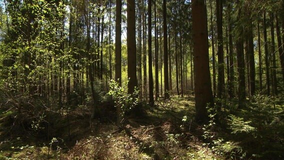 Waldstück in Hamburg. © NDR 