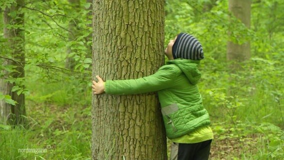 Ein Kind umarmt einen Baum im Wald.  