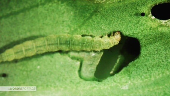 Eine grüne Raube frisst sich durch ein Blatt.  