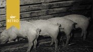 Vier Schweine an Futtertrog in Schweinestall  