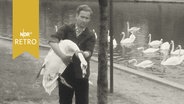 Mann trägt gefangenen Schwan unter dem Arm  