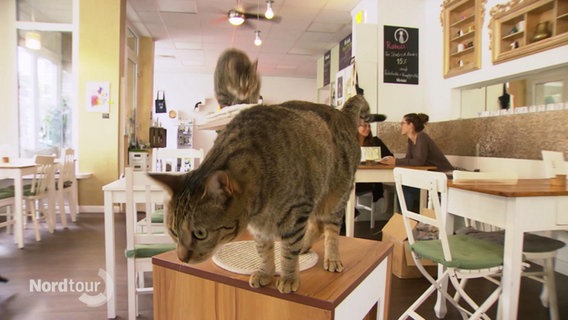 Eine Katze klettert über einen Tisch.  