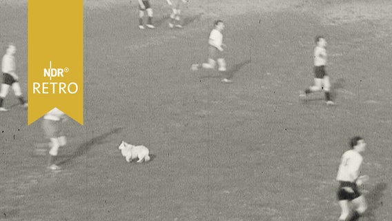 Amateurfußballspieler mit einem frei laufenden kleinen Hund auf dem Spielfeld (1959)  