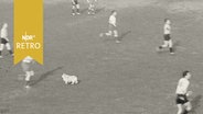 Amateurfußballspieler mit einem frei laufenden kleinen Hund auf dem Spielfeld (1959)  